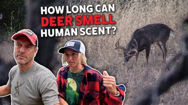 How long can a deer smell where you walked?