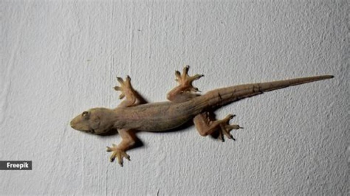How long can a house lizard live without food?