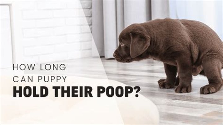 How Long Can dogs hold their poop overnight?