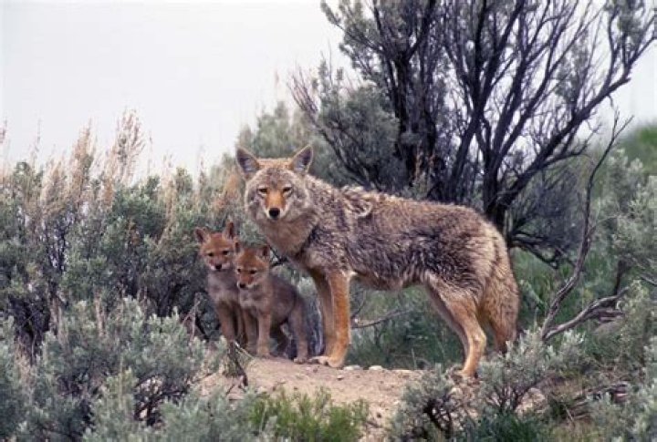 How long do coyote pups stay with their parents?