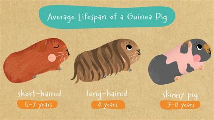 How long do guinea pigs live?