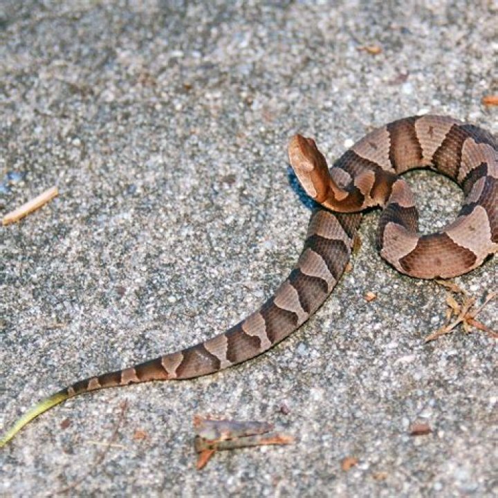 How long do you have to live after a copperhead bite?