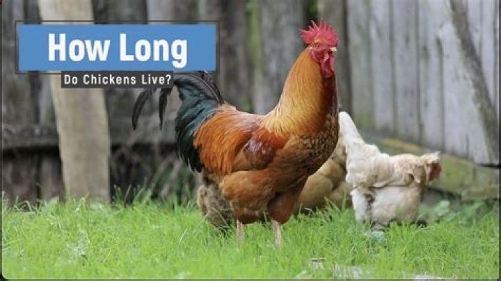 How long does a chicken live after you cut its head off?