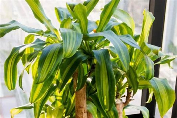 How long does it take for an overwatered plant to heal?
