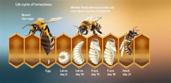 How long does it take for bees to clean frames?