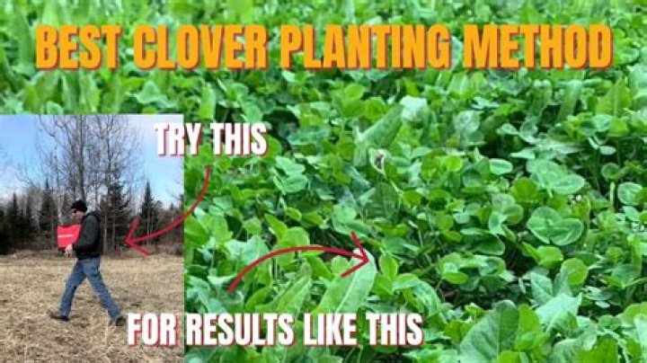 How long does it take for clover to grow?