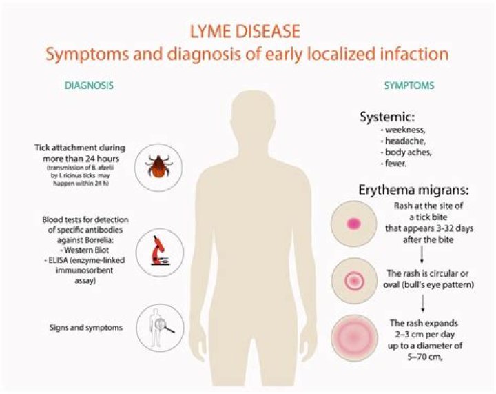 How long does Lyme fatigue last?