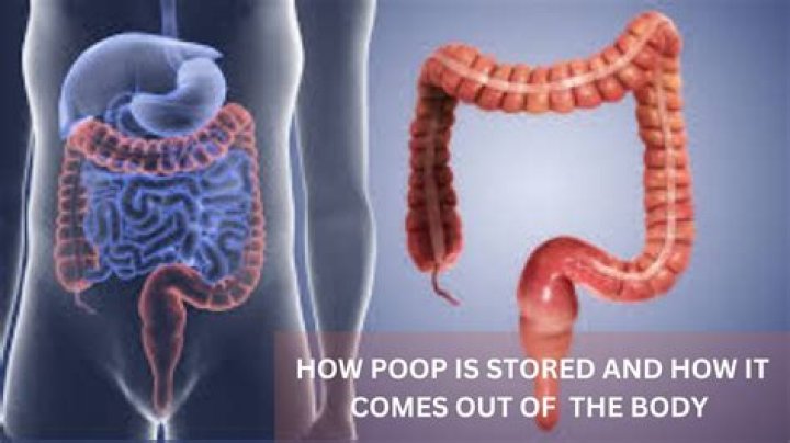 How long does poop stay in your body?