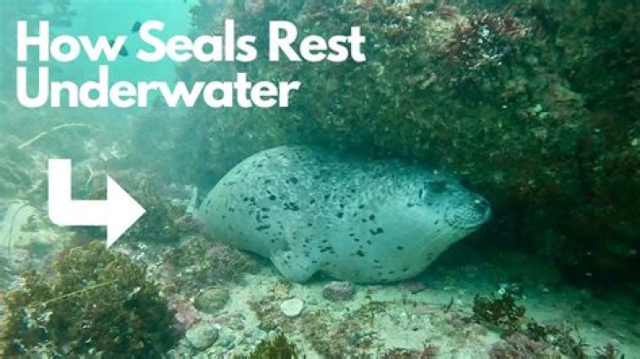 How long does seal once last?