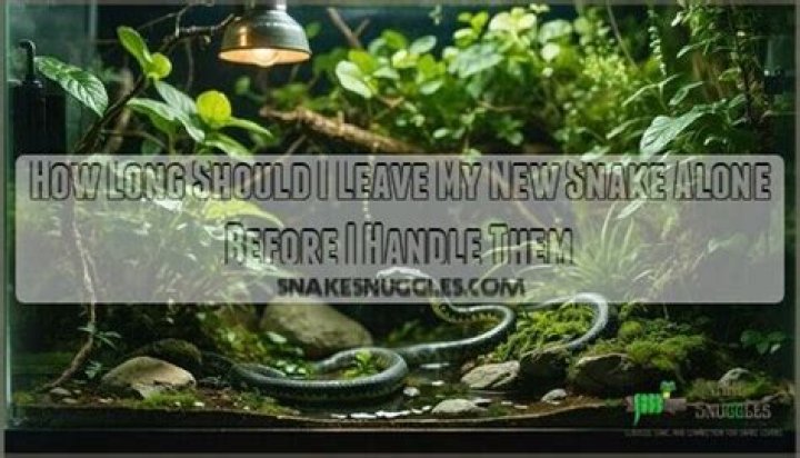 How long should I leave my new snake alone?