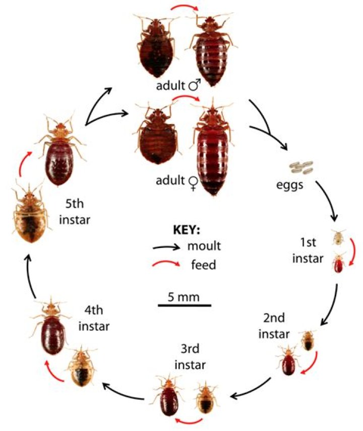 How Long Will bed bugs stay in one room?
