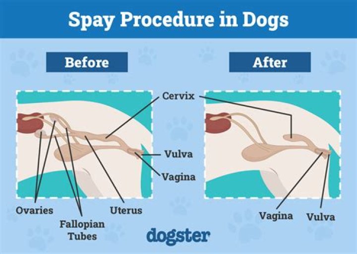 How long will my dog cry after being spayed?