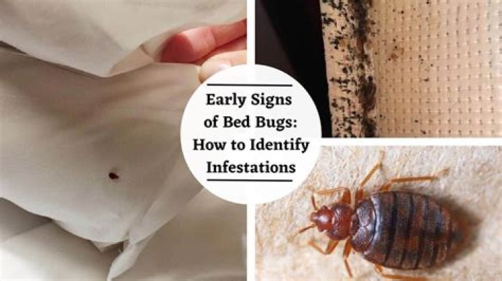 How many bed bugs is considered an infestation?