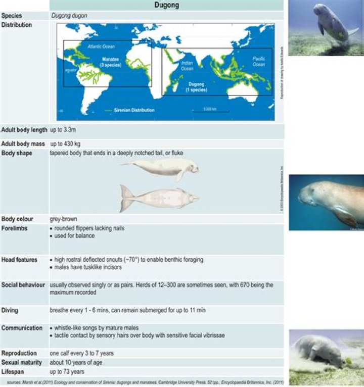 How many dugongs are left in the world 2021?