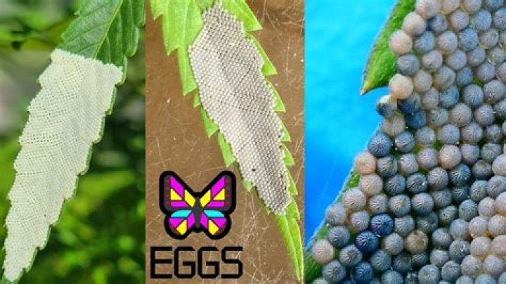 How many eggs do hornworm moths lay?