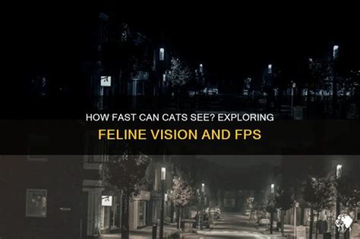 How many FPS can cats see?
