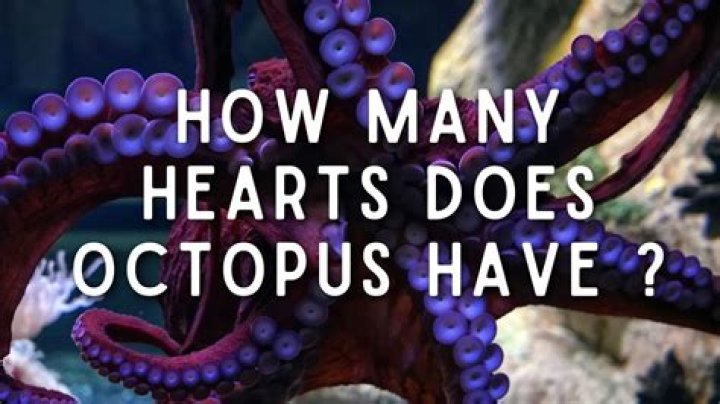 How many hearts does Botw have?