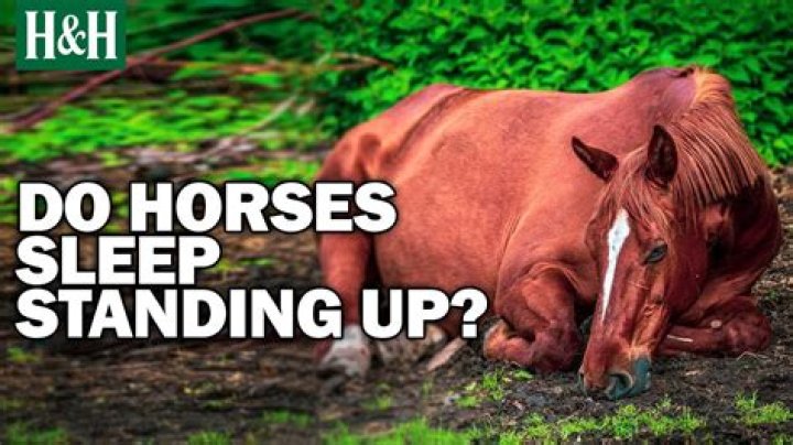 How many hours a night do horses sleep?