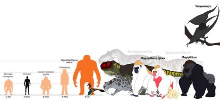How many King Kongs are there?