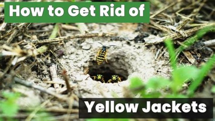 How many queens are in a yellow jacket nest?