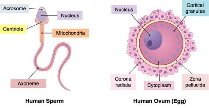 How many sperm are in human body?