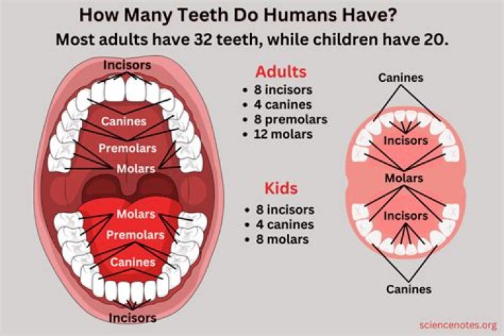 How many teeth do humans have?
