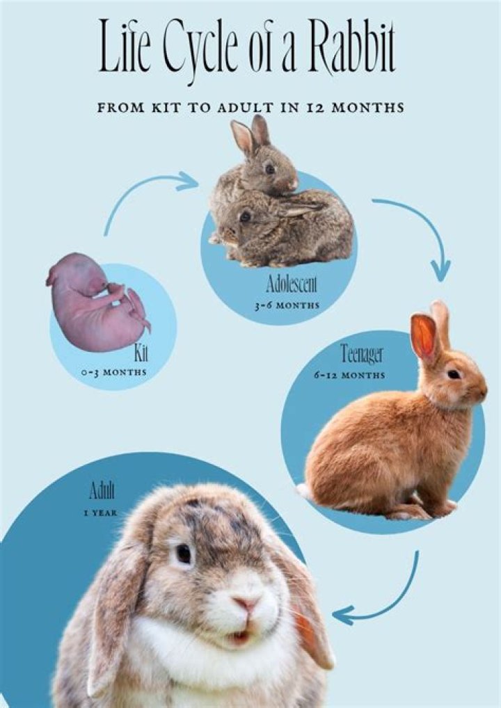 How many times rabbits mate in a day?