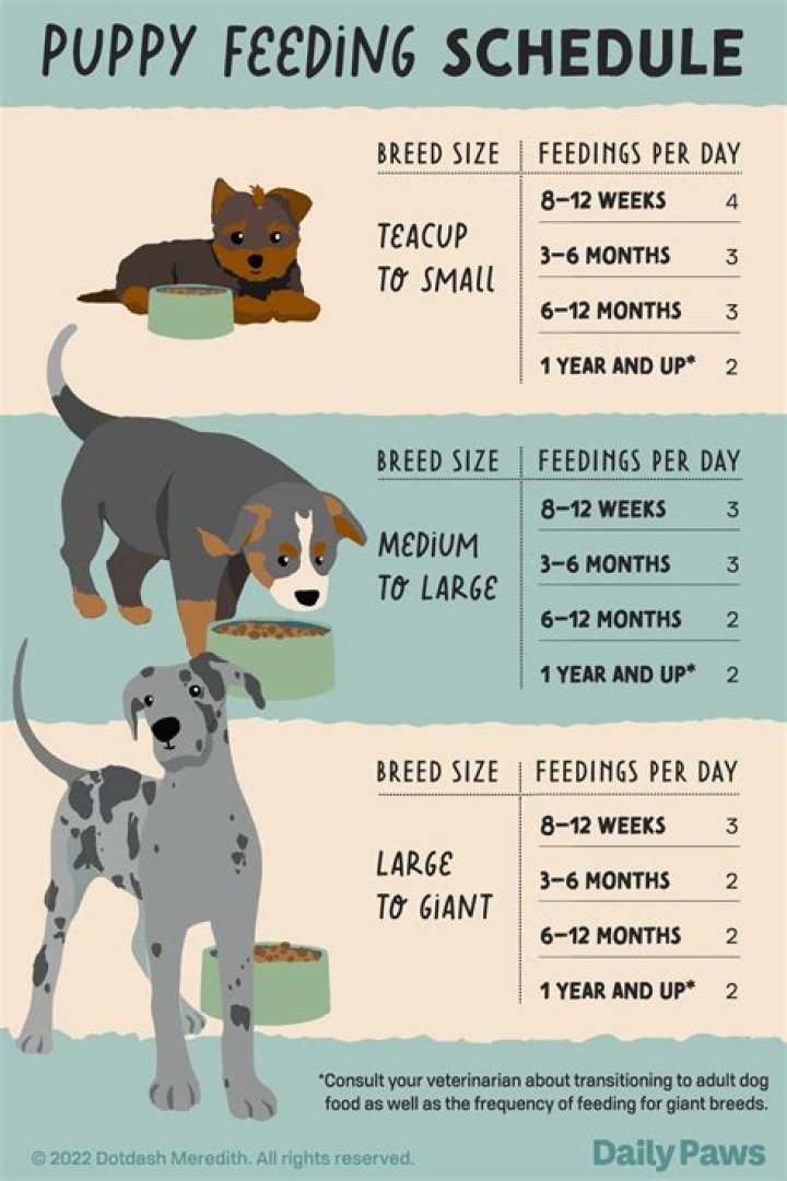 How many times should a dog eat a day?