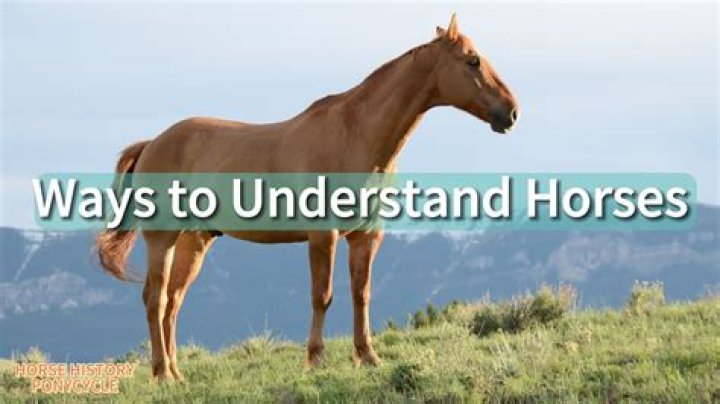 How many words do horses understand?