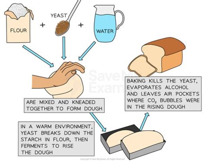 How much alcohol will bread yeast produce?