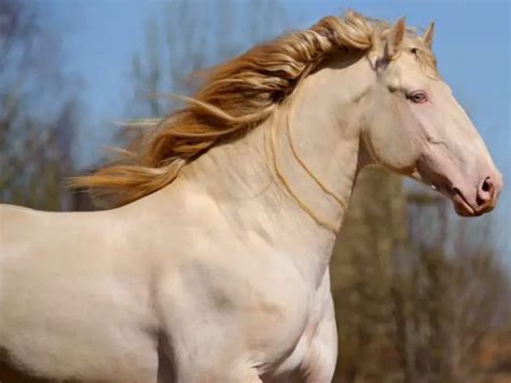 How much are Golden horses?