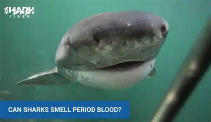 How much blood can a shark smell?