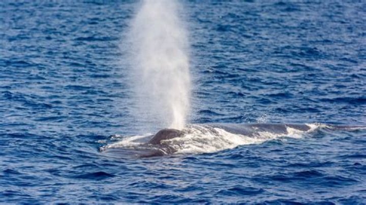 How much ETH does a whale need?