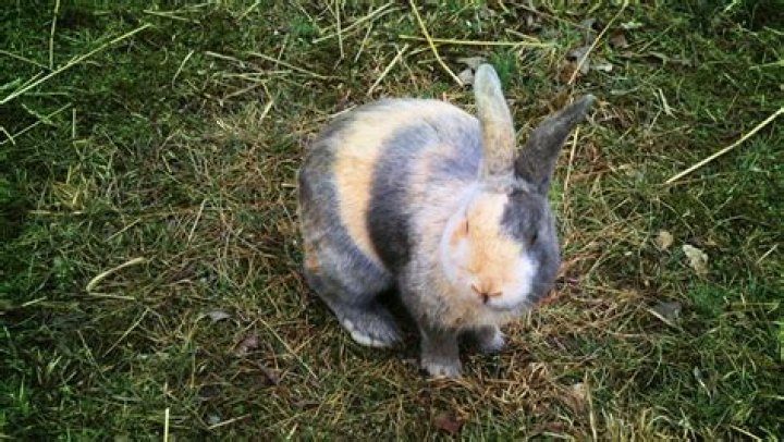 How much is a Harlequin rabbit?