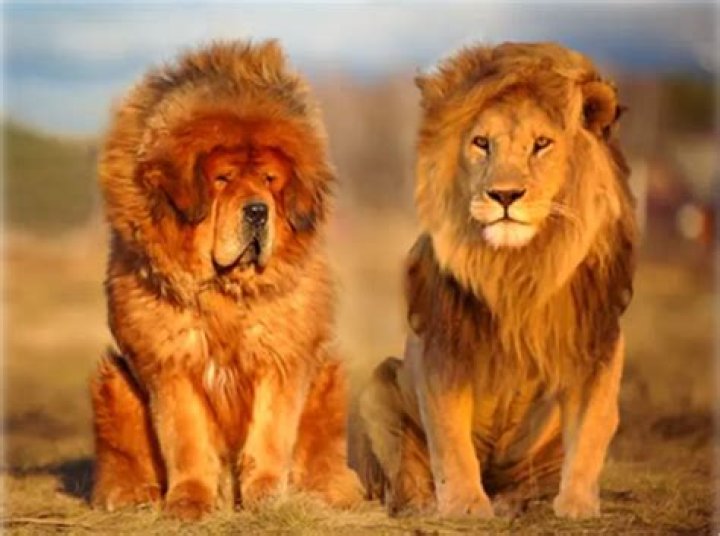 How much is a lion dog?