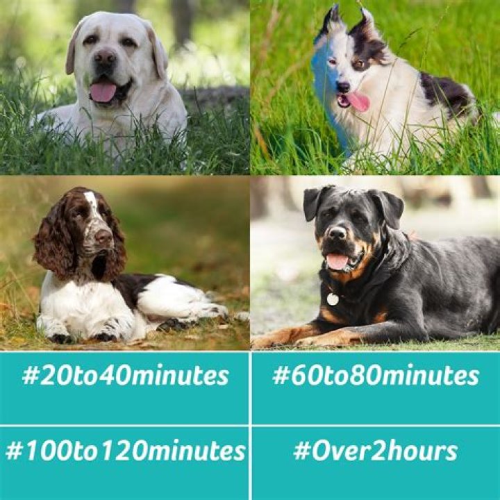 How much time should I spend with my dog per day?