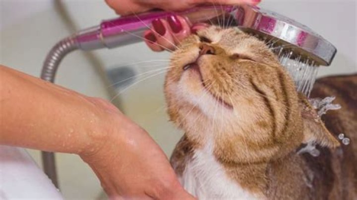 How often can I bathe my cat?