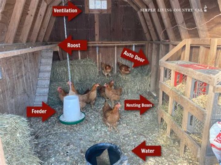 How often should a coop be cleaned?