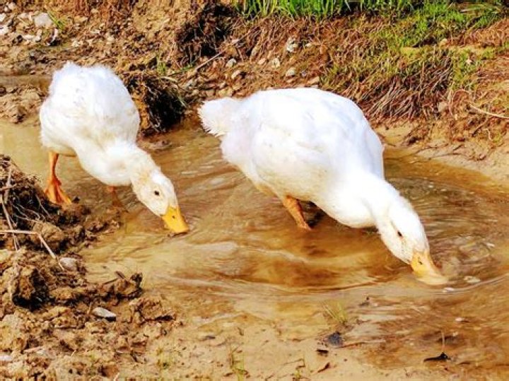How often should ducks drink water?