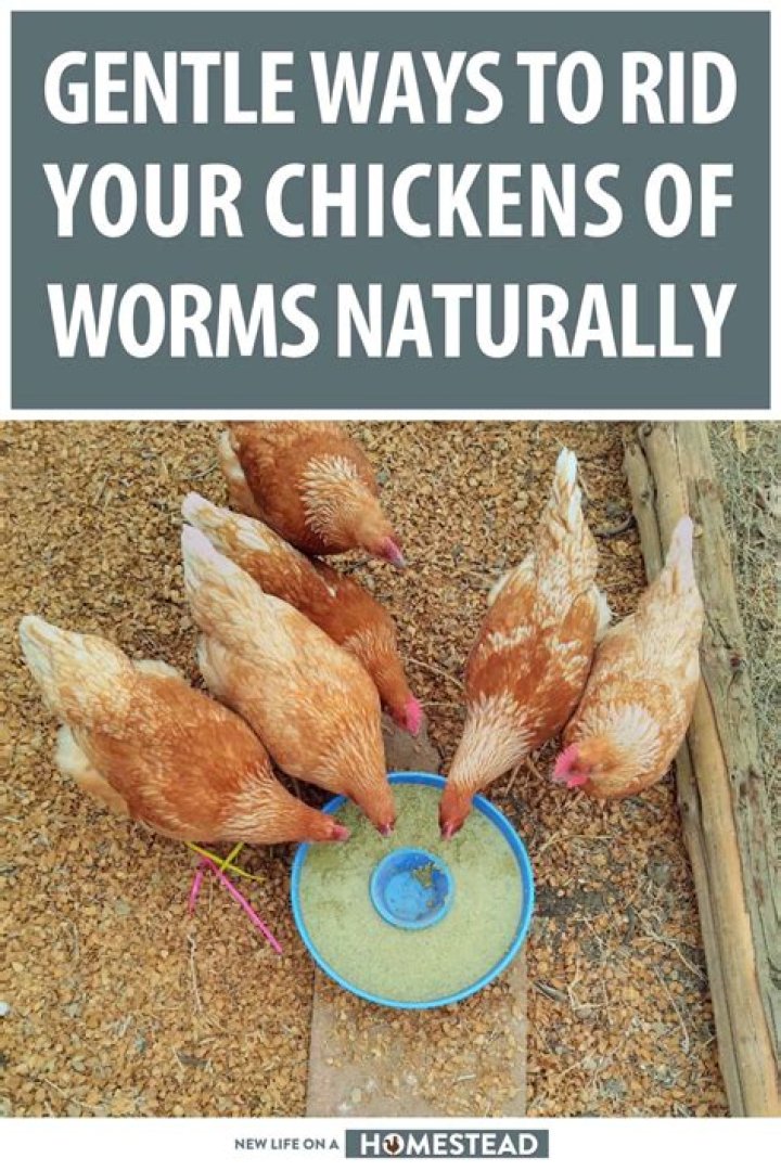 How often should I deworm my chickens?