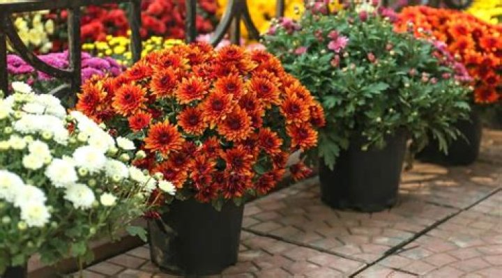 How often should I water potted mums?