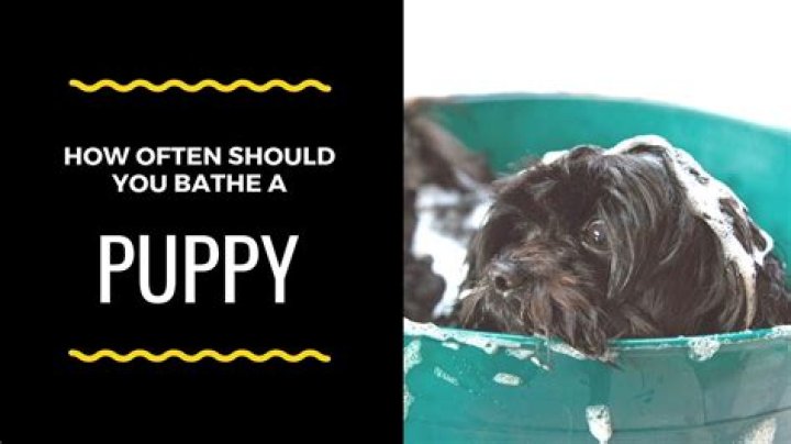 How often should you bathe a puppy?