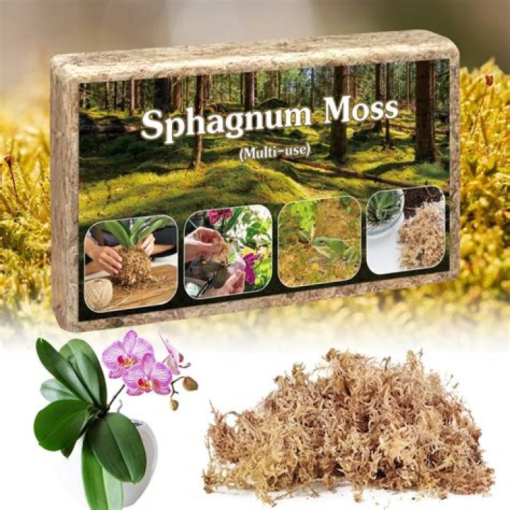 How often should you water plants in sphagnum moss?