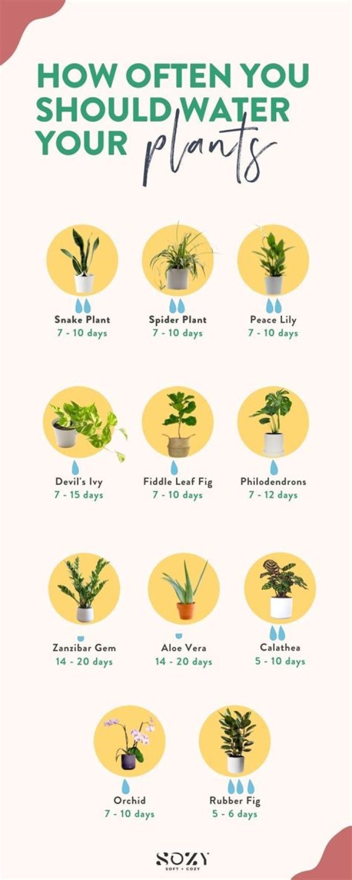 How often should you water plants?