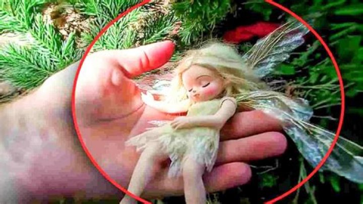How old do fairies live?