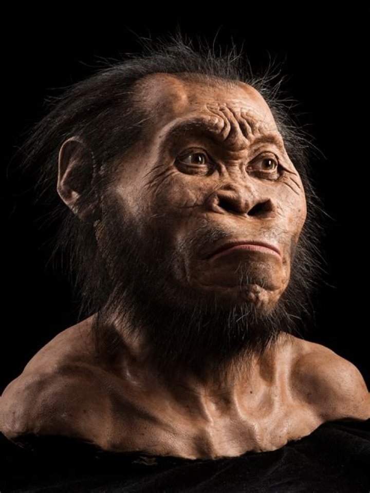 How old is the first human?