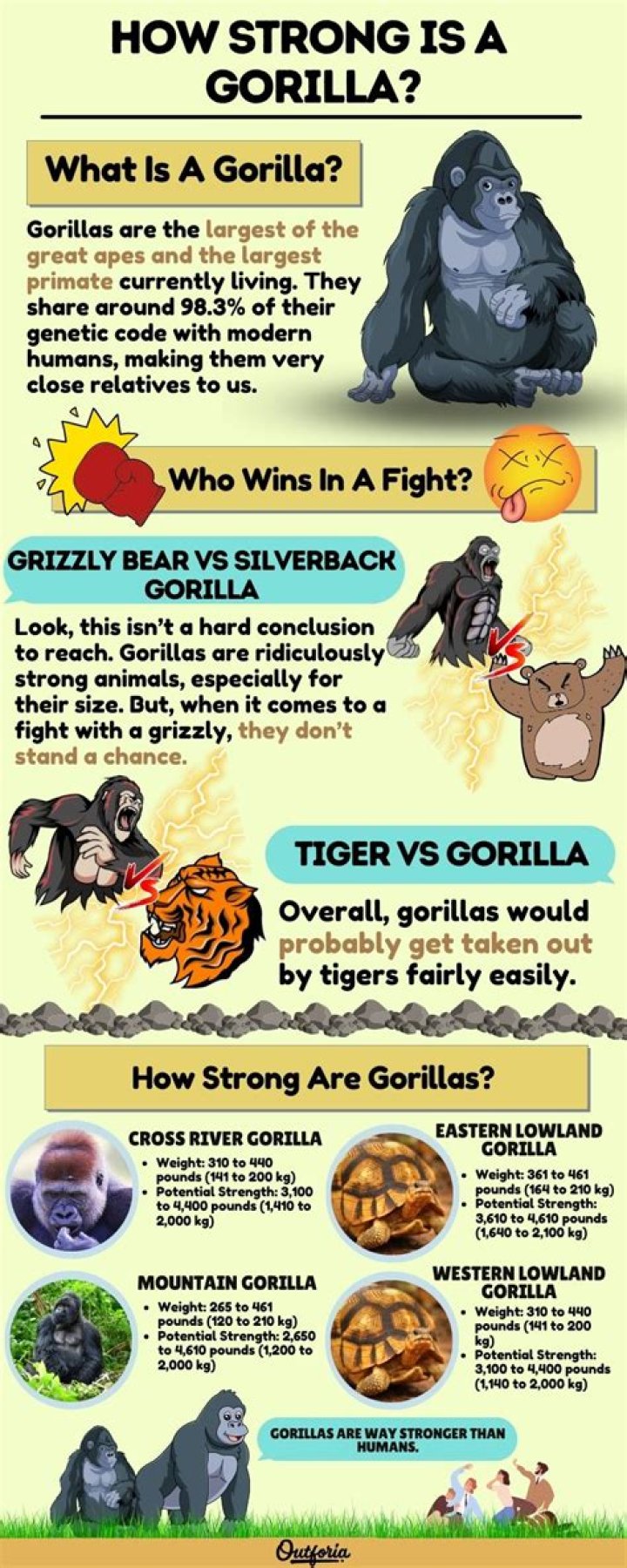 How strong is a gorilla punch?