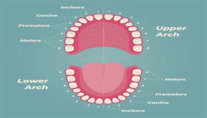 How strong is a human tooth?