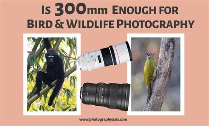 Is 600mm long enough for bird photography?