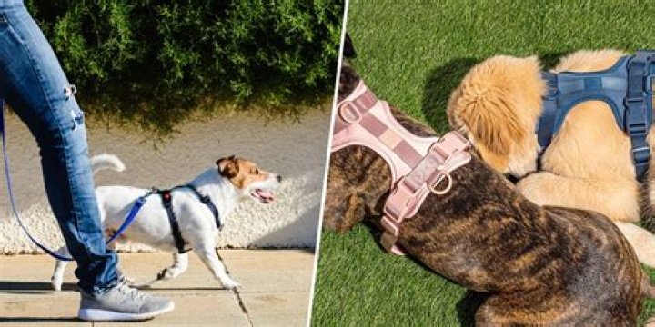 Is a harness better for a dog that pulls?
